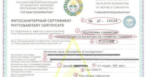 Фитосанитарный и карантинный сертификаты различия. Фитосанитарный и карантинный сертификат