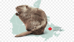 Канадский бобр – неофициальный символ Канады. Какой зверь является официальным символом Канады
