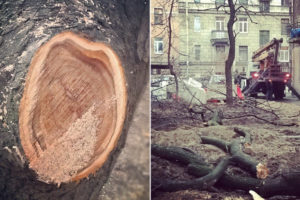 Можно ли спилить дерево во дворе многоквартирного дома и как осуществляется вырубка деревьев на придомовой территории? Как спилить дерево, не нарушая закон.